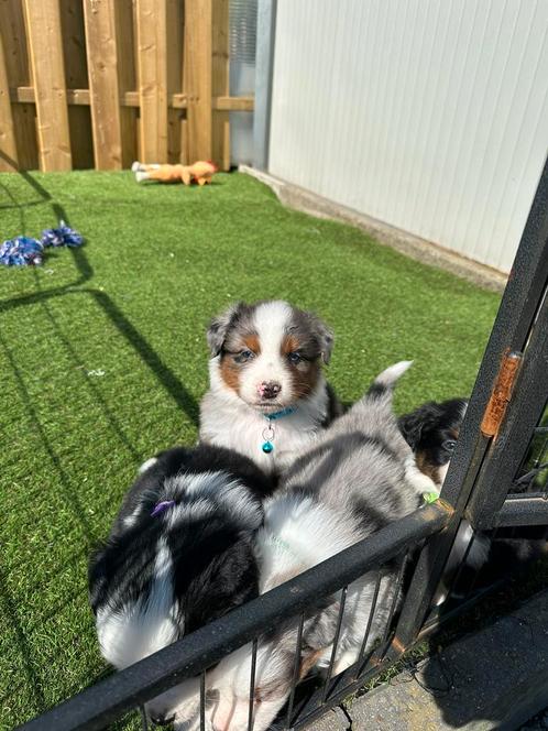 Mooie Australische herder pups, Dieren en Toebehoren, Honden | Herdershonden en Veedrijvers, Meerdere dieren, Herder, Fokker | Professioneel