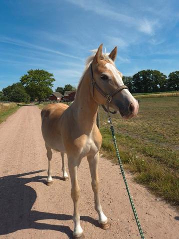 Toekomstige allrounder: knappe Haflinger jaarling  beschikbaar voor biedingen