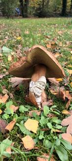 Huis, 180 m², Vrijstaande woning, 3 kamers, 1500 m² of meer