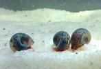 Verschillende mooie aquarium slakken (Kraanwater), Zoetwatervis, Slak of Weekdier