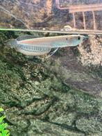 Zilveren Arowana vis, Poisson, Poisson d'eau douce