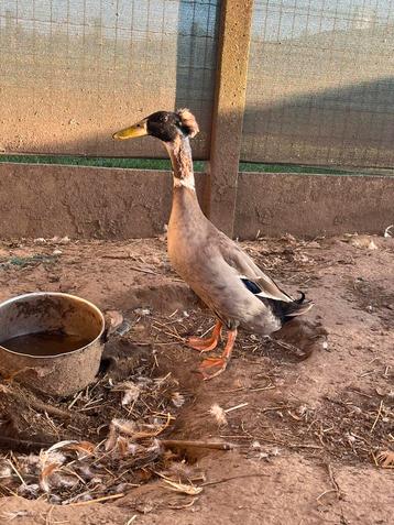 Œufs à éclore, canards qui courent (huppés)