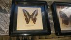 twee echte vlindermonturen, Ophalen of Verzenden
