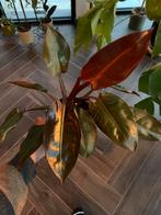 Philodendron Red Sun, Ophalen, Overige soorten, Halfschaduw, Minder dan 100 cm