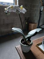 Orchidee kunstplant, Ophalen