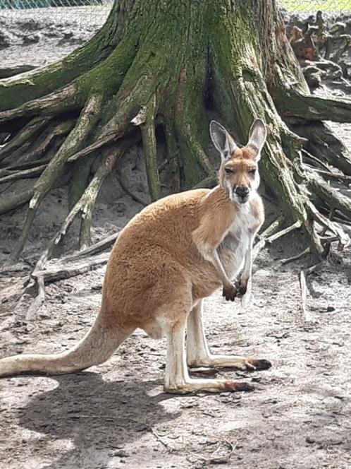 kangoeroe, Dieren en Toebehoren, Overige Dieren, Vrouwelijk