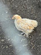 Coqs Pékin, Dieren en Toebehoren, Pluimvee, Mannelijk, Kip
