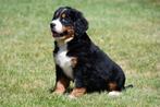 Berner Sennen pups te koop - Beide ouders aanwezig, Dieren en Toebehoren, Honden | Bulldogs, Pinschers en Molossers, België, CDV (hondenziekte)