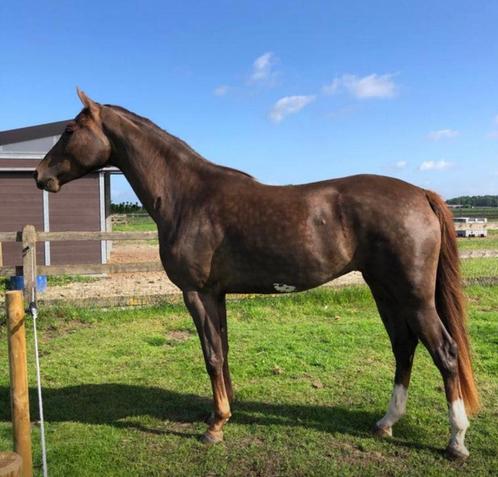 6 jarige dressuurmerrie van Vitalis / De Niro, Dieren en Toebehoren, Paarden, Merrie, Zadelmak, 165 tot 170 cm, 3 tot 6 jaar, Dressuurpaard