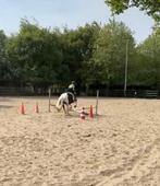 Lieve bijrijdpony gezocht voor ervaren ruiter Almere