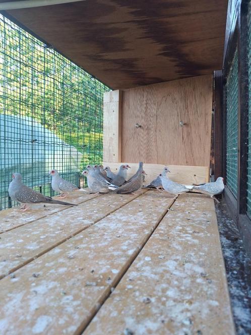 Diamantduifjes, Dieren en Toebehoren, Vogels | Duiven, Overige soorten, Meerdere dieren