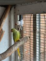 Halsbandparkieten, Dieren en Toebehoren, Vogels | Parkieten en Papegaaien, Geringd