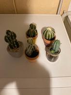 Valse cactus, Huis en Inrichting