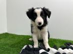 Border Collie pups, België, CDV (hondenziekte), 8 tot 15 weken, Collie