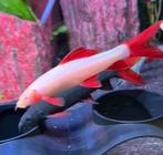 Plusieurs labeo frenatus à échanger, Animaux & Accessoires, Poisson, Poisson d'eau douce