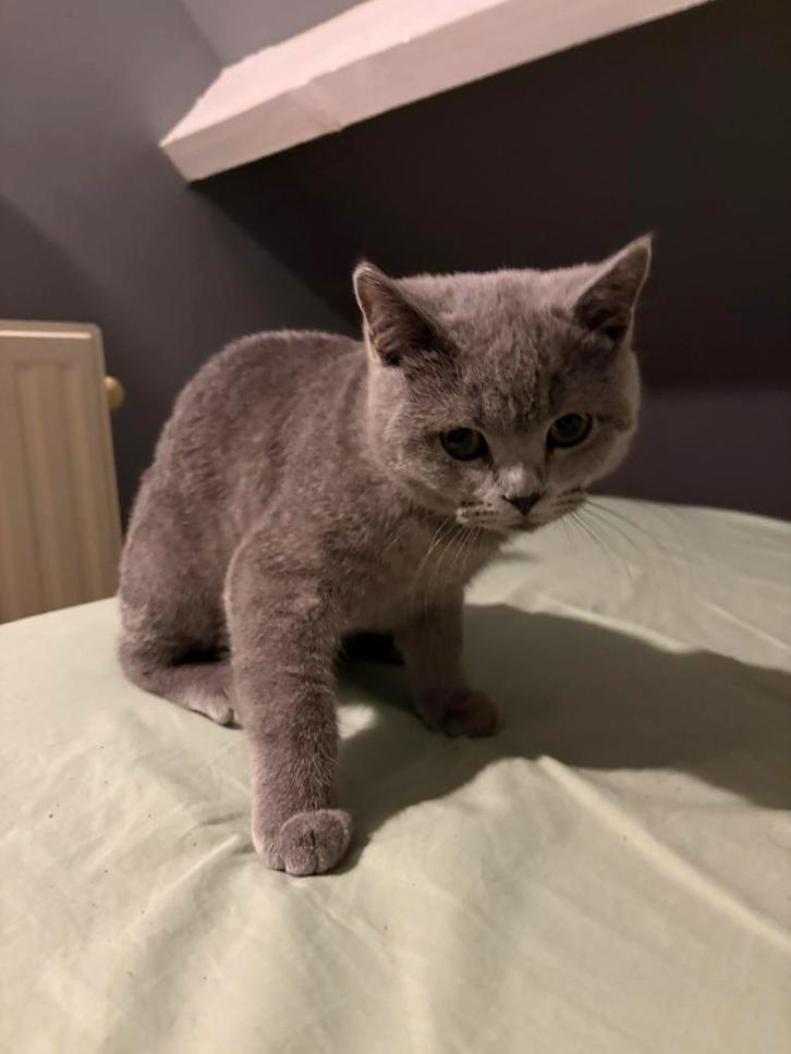 Britse korthaar, Dieren en Toebehoren, Katten en Kittens | Raskatten | Korthaar, Kater, 0 tot 2 jaar