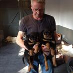 Chiots Rottweiler exposés avec leurs parents, Parvovirose, Plusieurs, Belgique, 8 à 15 semaines