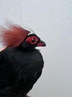 Roul Roul, Dieren en Toebehoren, Vogels | Overige Vogels, Mannelijk, Tropenvogel, Geringd