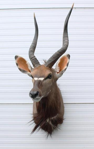 Grote opgezette kop NYALA ANTILOPE beschikbaar voor biedingen