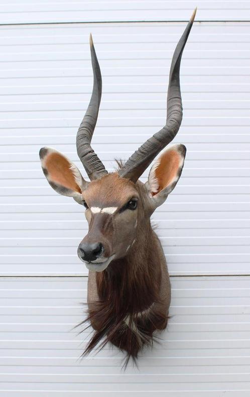Grote opgezette kop NYALA ANTILOPE, Verzamelen, Dierenverzamelingen, Zo goed als nieuw, Opgezet dier, Wild dier, Ophalen