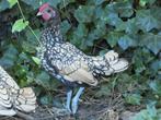 Coq Sebright, Mannelijk, Tam
