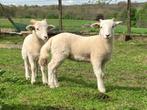 Wiltshire Horn Stamboek ooien te koop, Animaux & Accessoires, Moutons, Chèvres & Cochons