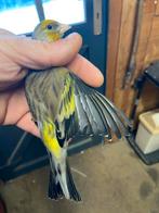 Kruisingen, Dieren en Toebehoren, Mannelijk, Wildzangvogel