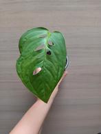 Monstera esqueleto, Huis en Inrichting, Kamerplanten, Ophalen of Verzenden