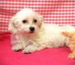 Superleuke Maltezer pups!, Maltezer, 15 weken tot 1 jaar, Buitenland, Meerdere