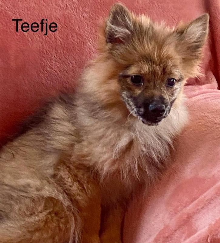 Keesjes / kleinkees/ loulou/ spitz, Dieren en Toebehoren, Honden | Poolhonden, Keeshonden en Oertypen, Meerdere dieren, Keeshond