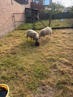 Schapen, Dieren en Toebehoren, Mannelijk, Schaap, 0 tot 2 jaar