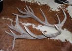 Groot paar EDELHERT GEWEI STANGEN - ong. 26-ender - 8,5 kg, Enlèvement, Utilisé, Cerf, Bois ou Tête