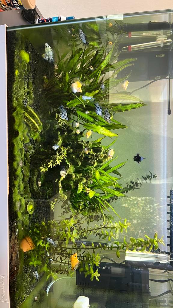 Warm water visjes, Dieren en Toebehoren, Vissen | Aquaria en Toebehoren, Zo goed als nieuw, Ophalen