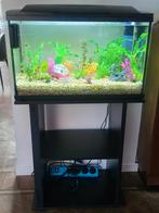 Aquarium 90 l met decoratie en vissen, Ophalen, Zo goed als nieuw
