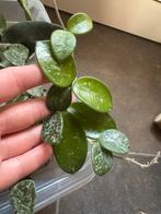 Hoya mathilde splash, Huis en Inrichting, Ophalen of Verzenden