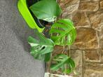 Monstera bonte albo-plant, Huis en Inrichting, Kamerplanten, Ophalen, Halfschaduw, In pot, Minder dan 100 cm