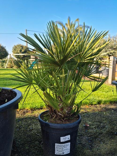 Europese dwergpalm - Chamaerops Humilis, Jardin & Terrasse, Plantes | Jardin, Enlèvement