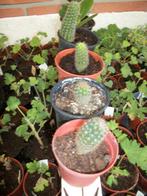 Echinopsis oxygonea een cactus met witte bloem, Huis en Inrichting, Kamerplanten, Bloeiende kamerplant, Ophalen, Cactus, Halfschaduw
