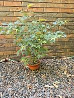 bonsai/ startplant acer palmatum, Tuin en Terras, Planten | Bomen, Ophalen