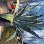 Aloë Vera : Wonderplant GROOT, Huis en Inrichting, Kamerplanten, Ophalen, Vetplant, 100 tot 150 cm, Halfschaduw