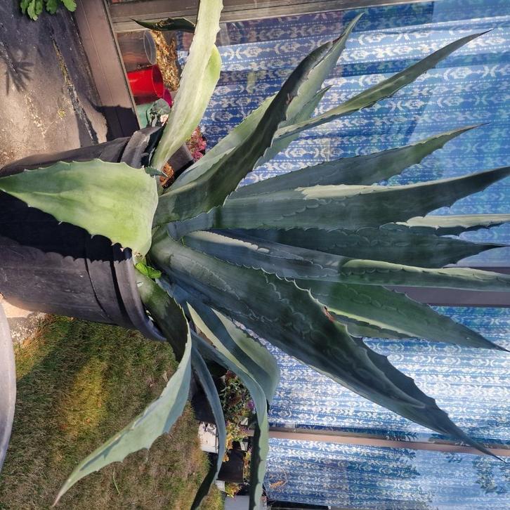 Aloë Vera : Wonderplant GROOT, Huis en Inrichting, Kamerplanten, Vetplant, 100 tot 150 cm, Groene kamerplant, Halfschaduw, In pot