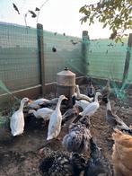 Loopeend (balinees) witte woerd