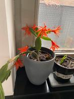 Lidcactus/paascactus. Per blad Oranje kleur. 2€ geen wortel, Ophalen