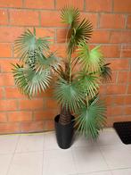 Decoratieve palmboom, Enlèvement