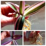 Tradescantia palida pink stripe, Huis en Inrichting, Kamerplanten, Ophalen