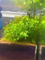 Pelia moss( levermoss)