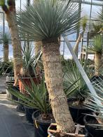 Yucca Rostrata, Tuin en Terras, Zomer, Vaste plant, Ophalen of Verzenden, Overige soorten