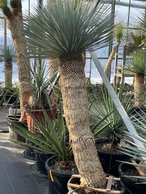 Yucca Rostrata, Tuin en Terras, Planten | Tuinplanten, Vaste plant, Overige soorten, Volle zon, Zomer, Ophalen of Verzenden