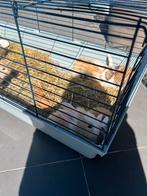 Dwergkonijnen, Dieren en Toebehoren, Ophalen, Nieuw