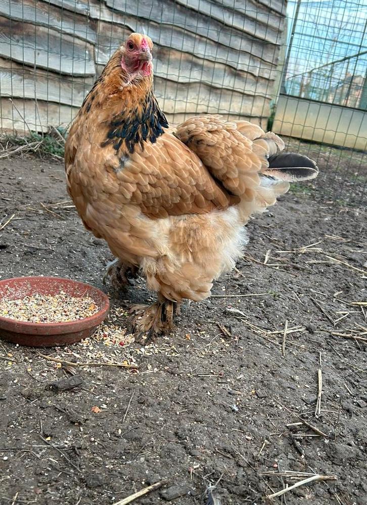Columbia buff hen, Animaux & Accessoires, Volatiles